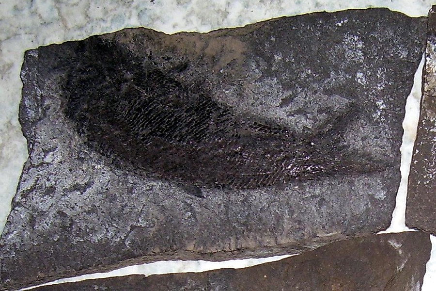 kupferschiefer fossilien gemfrei900x600