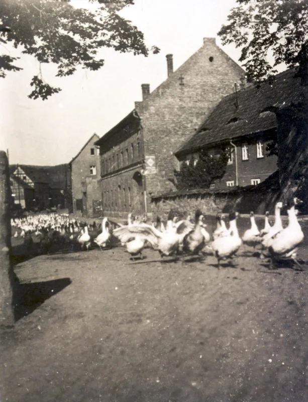 Oldisleben gaenseaustrieb heldrunger strasse