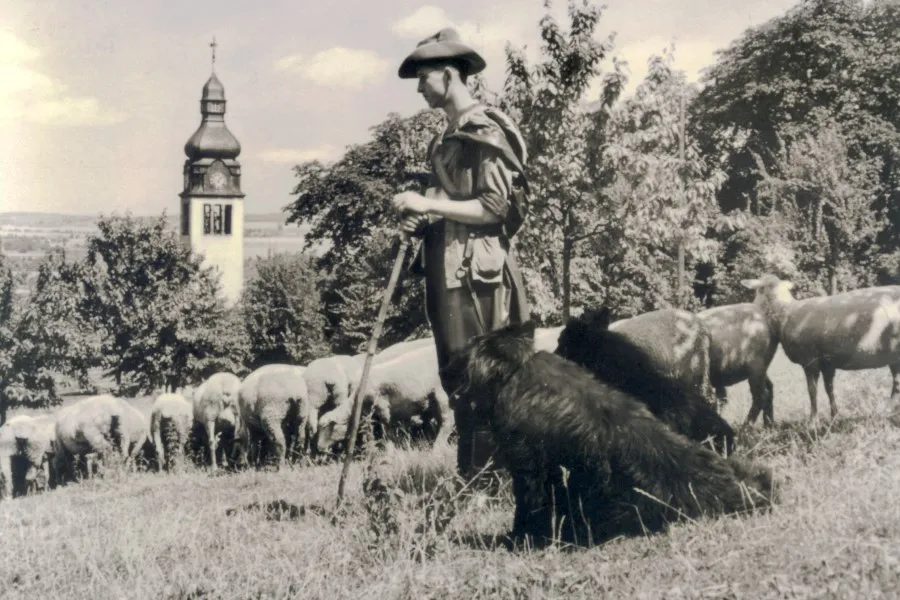 oldisleben Hirte schafen